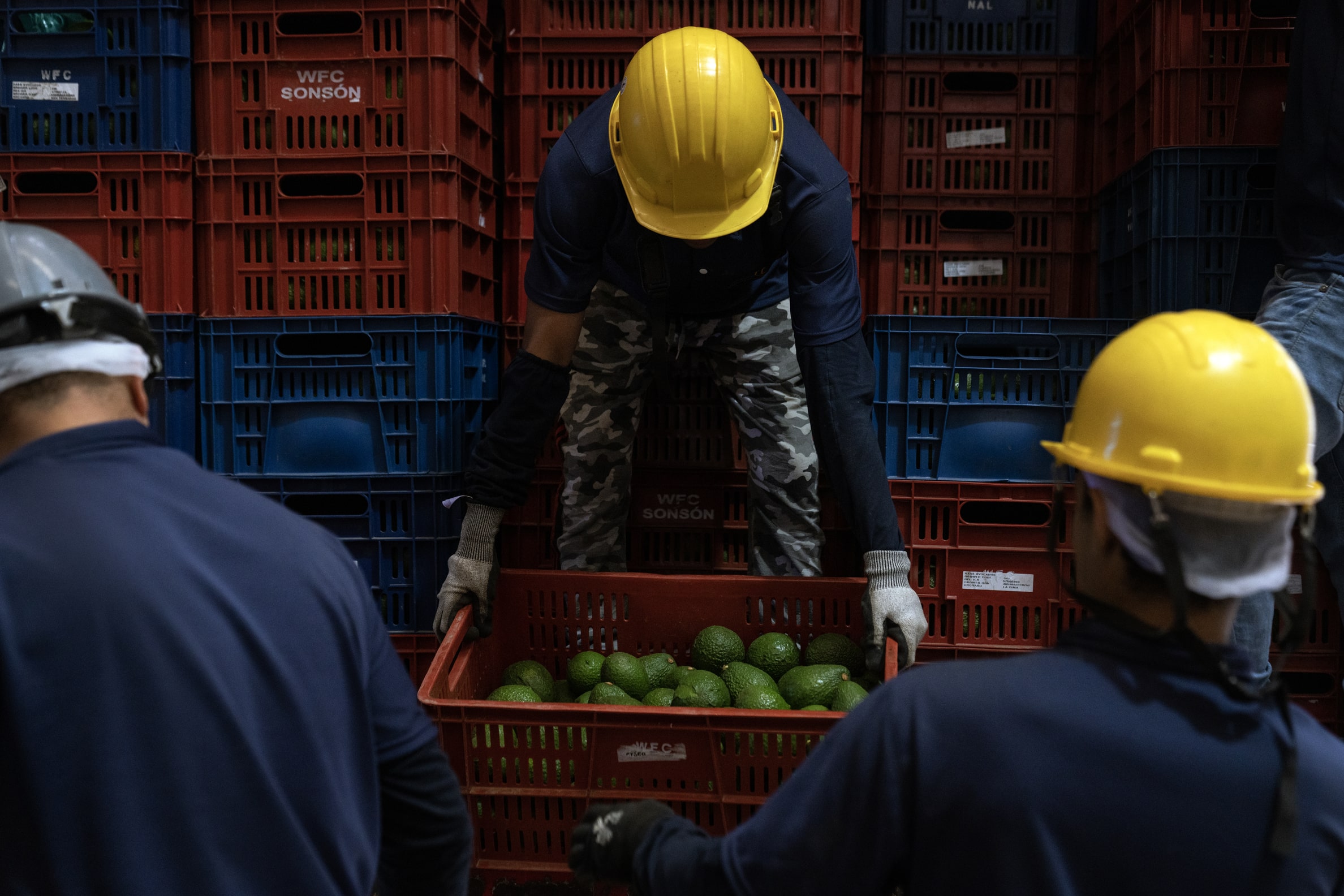 Avocado production in Colombia